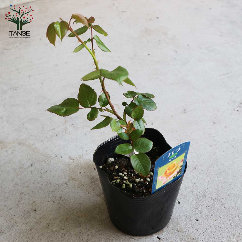 薔薇の苗 つるピース (クライミングローズ)【花苗新苗4号ポット 国産