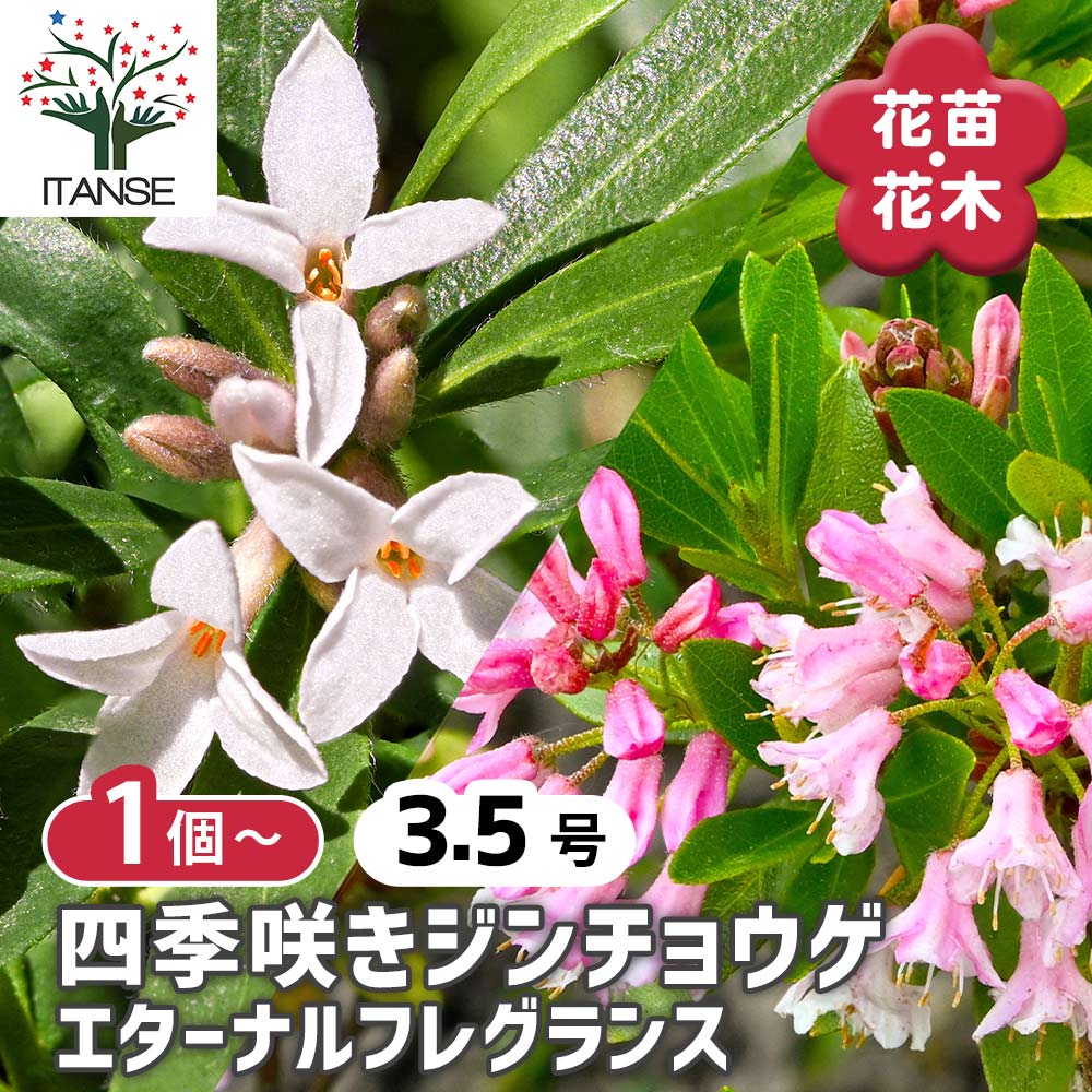 四季咲きジンチョウゲ エターナル【花木苗 3.5号】｜ 【植物の