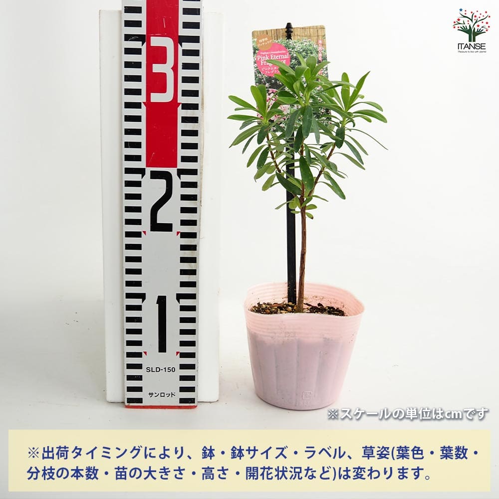 四季咲きジンチョウゲ エターナル【花木苗 3.5号】｜ 【植物の