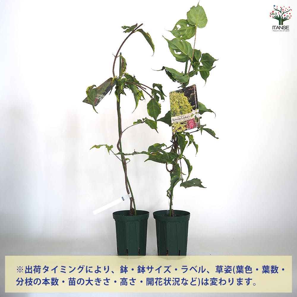 ヤマボウシ クリスティンリプカーズ 【花木苗 4号／1個売り】｜ 【植物