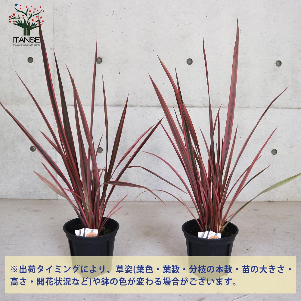 ニューサイラン(入才蘭) レインボースワン【花苗 6号ポット大苗 多年草