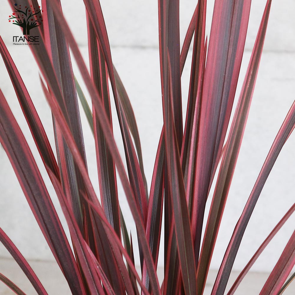 ニューサイラン(入才蘭) レインボースワン【花苗 6号ポット大苗 多年草