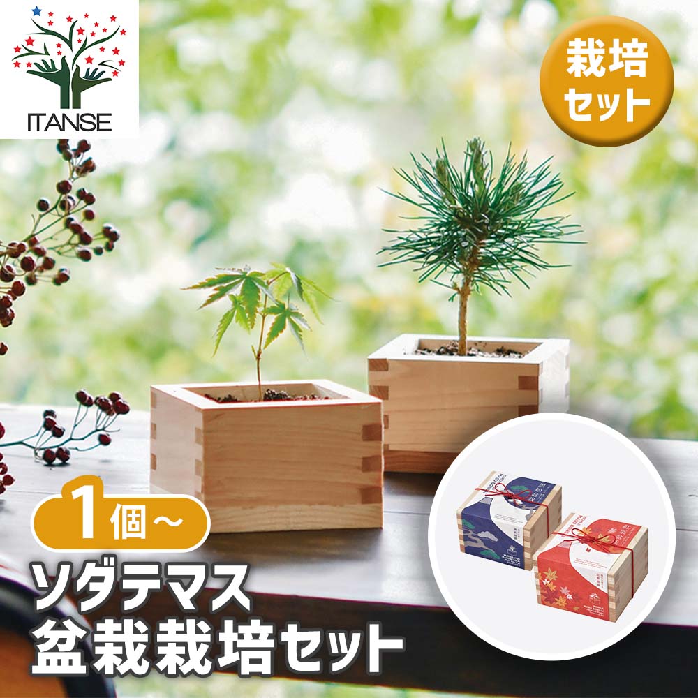 栽培セット ソダテマス盆栽栽培セット