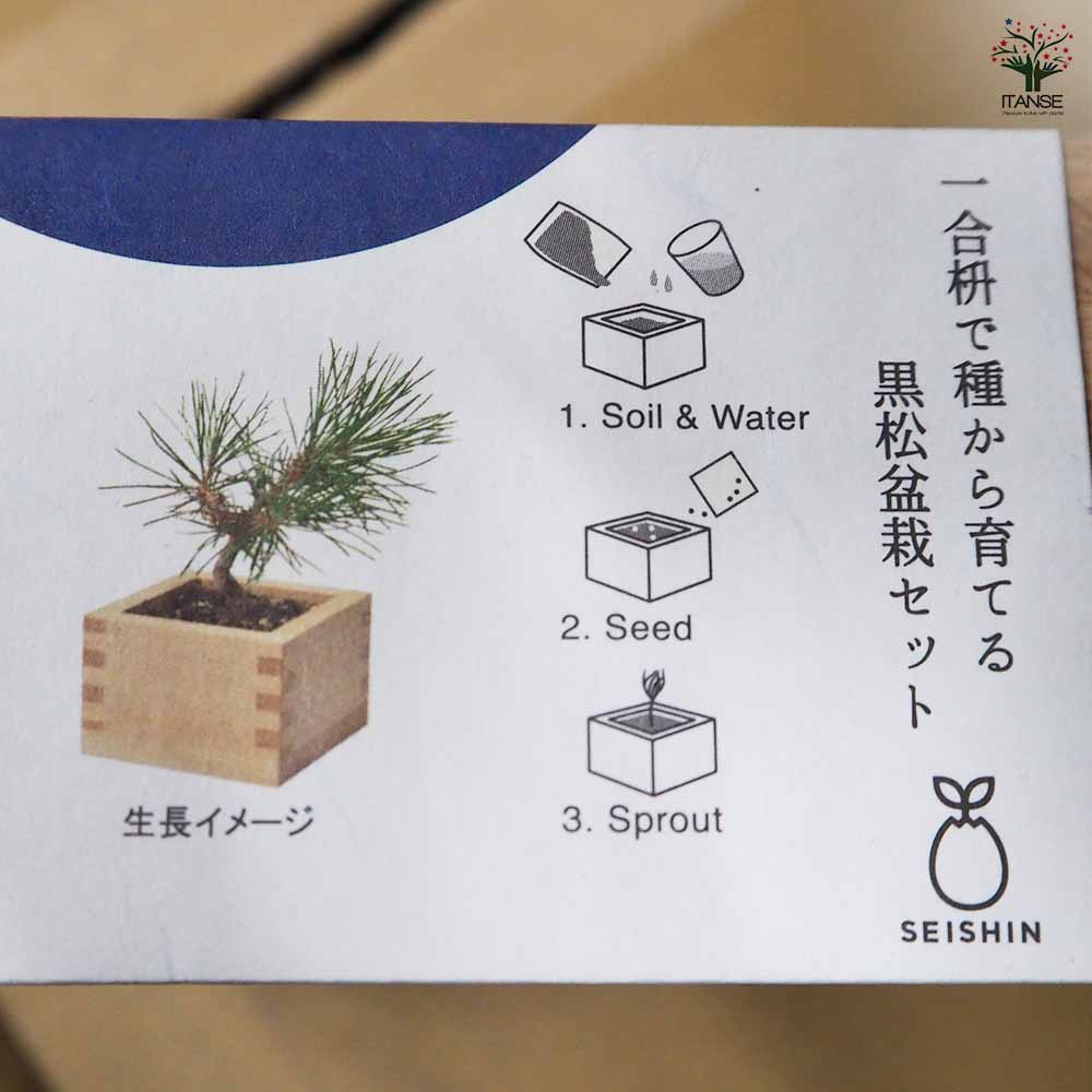 栽培セット ソダテマス盆栽栽培セット