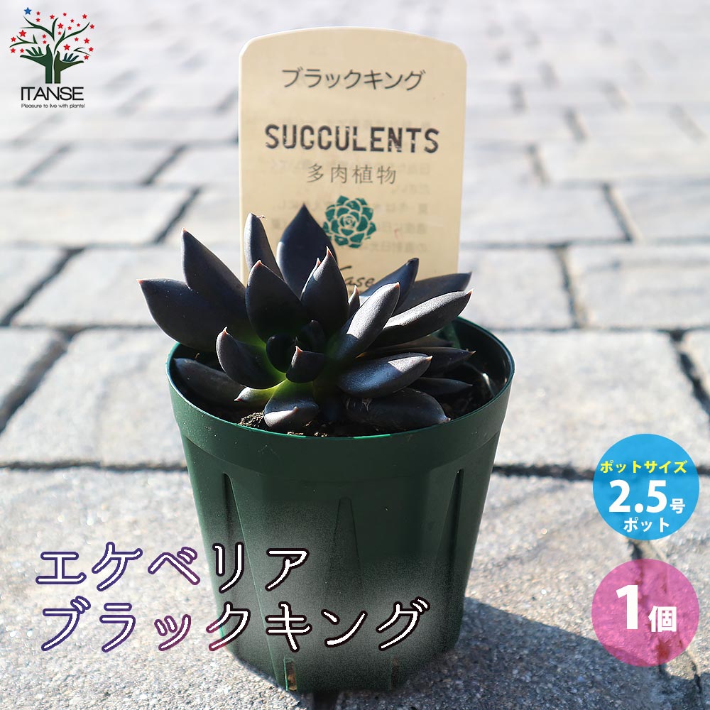 エケベリア・ブラックキング【多肉植物 2.5号鉢／1個売り】｜ 【植物の