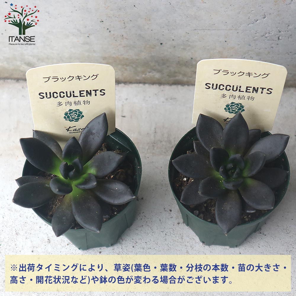 エケベリア・ブラックキング【多肉植物 2.5号鉢／1個売り】｜ 【植物の