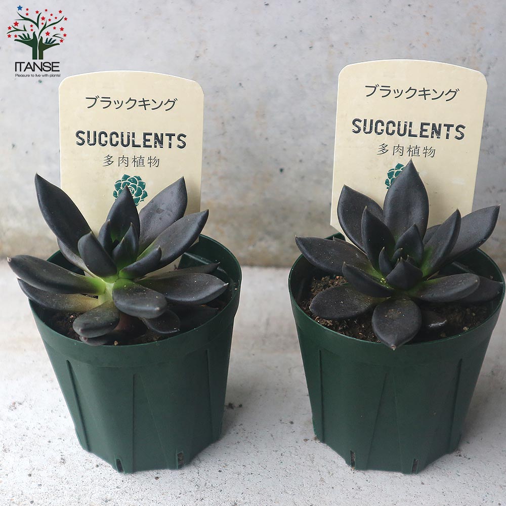 エケベリア・ブラックキング【多肉植物 2.5号鉢／1個売り】｜ 【植物の