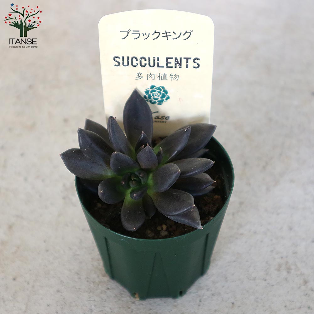 エケベリア・ブラックキング【多肉植物 2.5号鉢／1個売り】｜ 【植物の