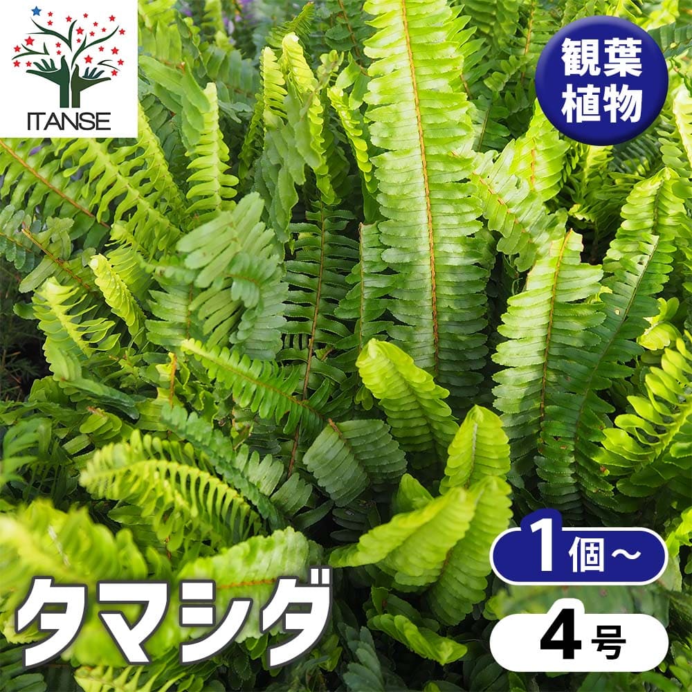 タマシダ 【観葉植物 4号】｜ 【植物のITANSE】全品送料無料・即