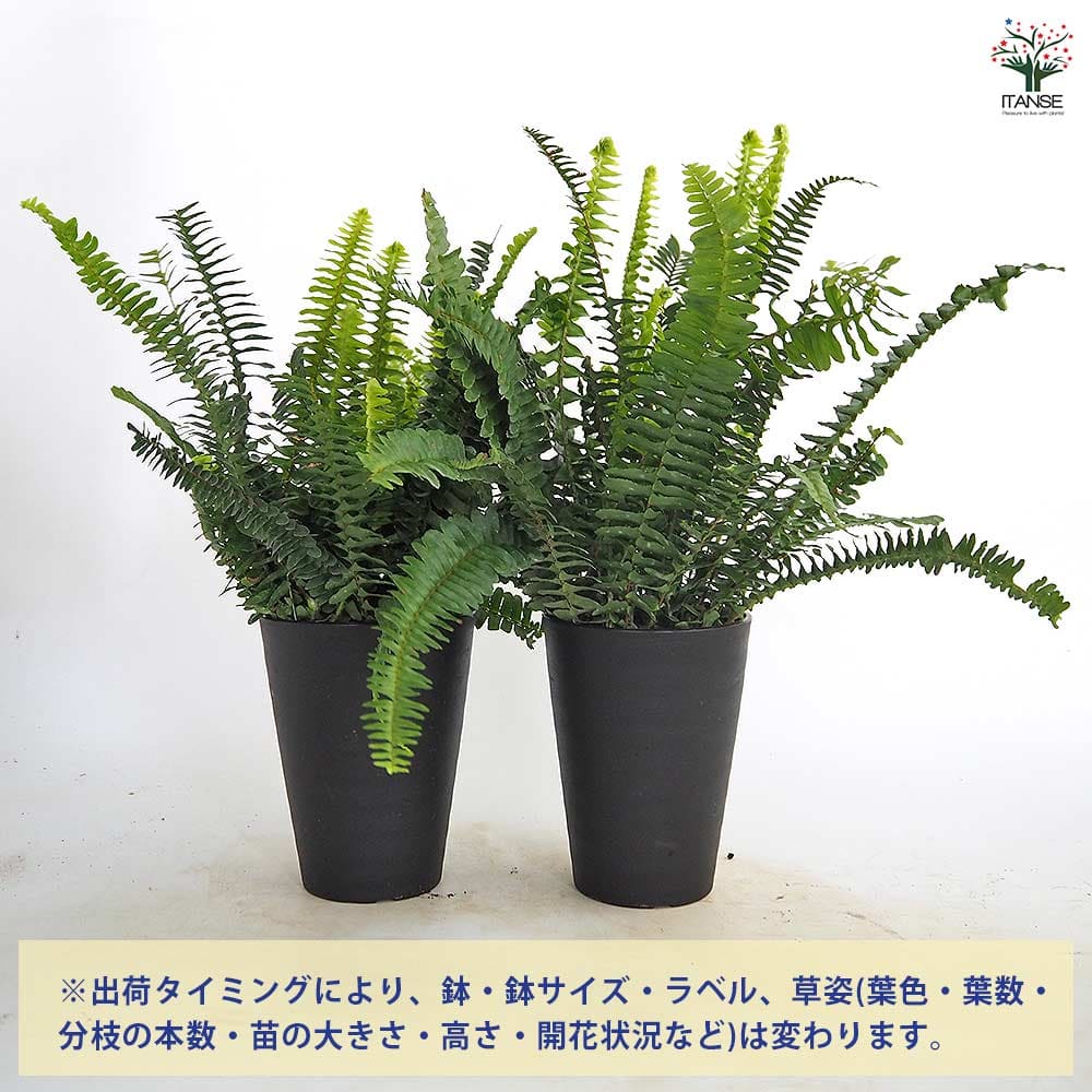 タマシダ 【観葉植物 4号】｜ 【植物のITANSE】全品送料無料・即出荷!