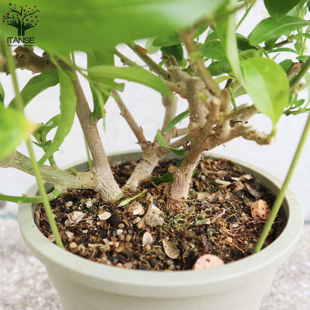 夜香木(ナイトジャスミン) 【庭木 5号／1個売り】｜ 【植物の