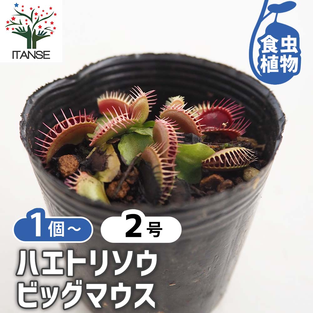 ハエトリソウ ビッグマウス 【観葉植物 2号】｜ 【植物のITANSE