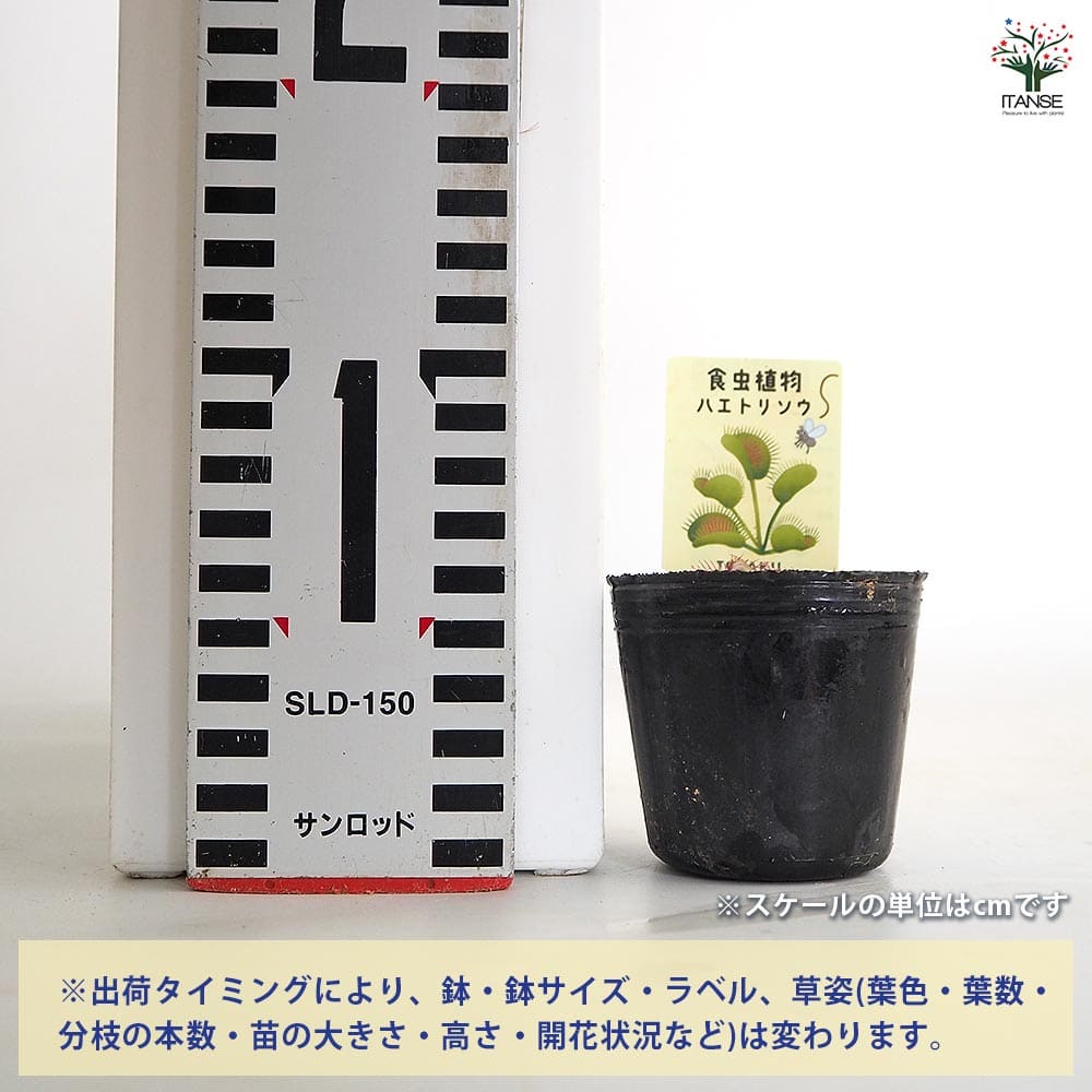 ハエトリソウ ビッグマウス 【観葉植物 2号】