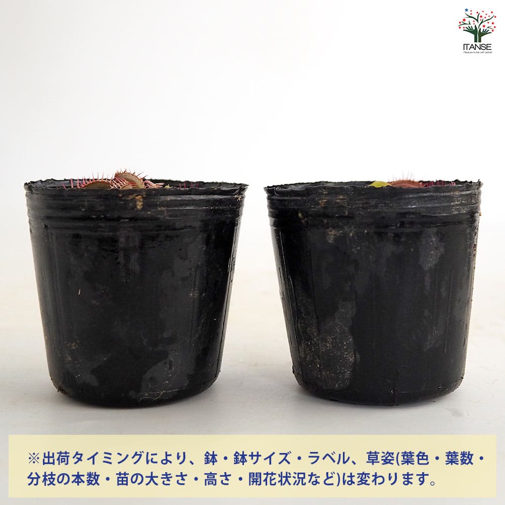 ハエトリソウ ビッグマウス 【観葉植物 2号】