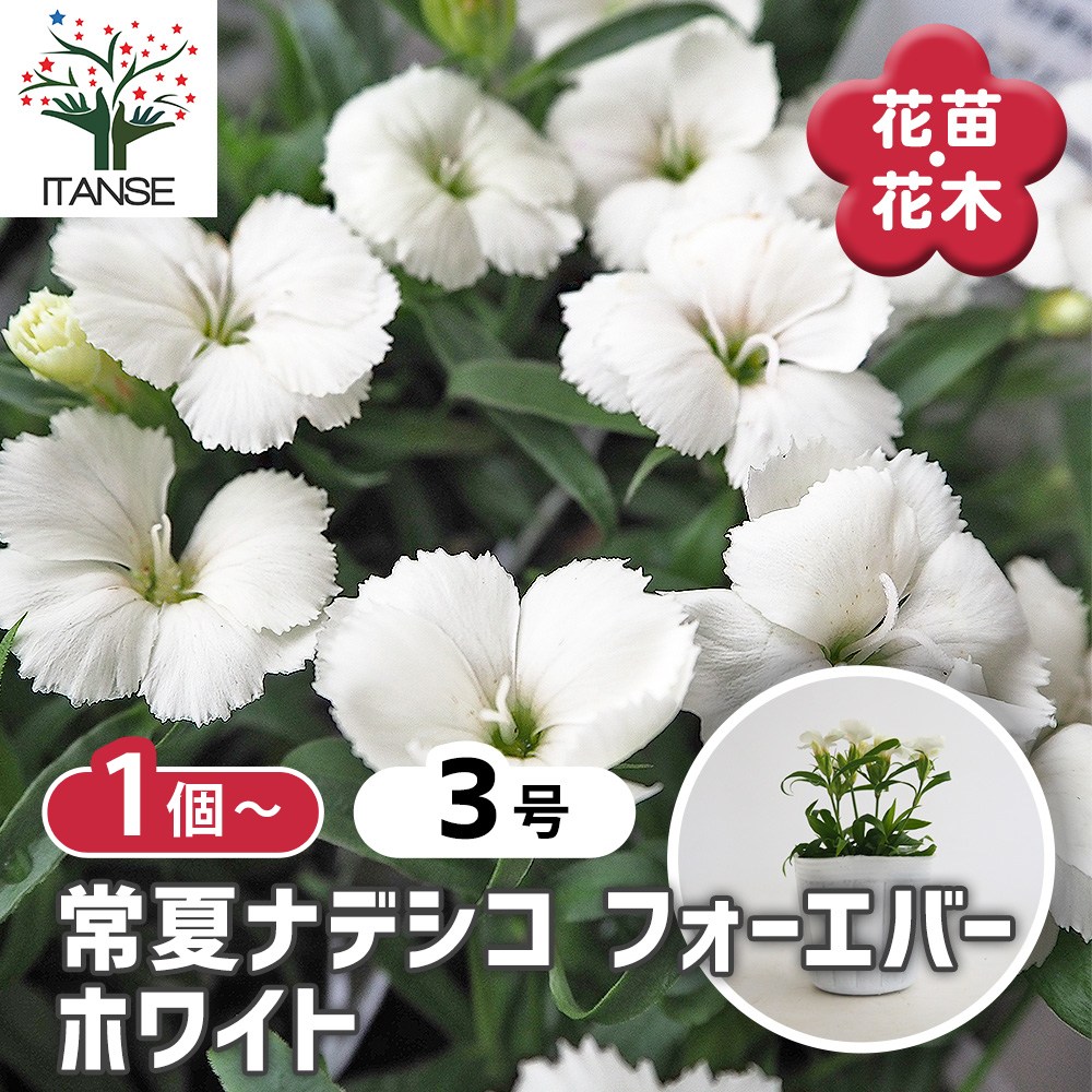 常夏ナデシコ フォーエバー ホワイト 【花苗 3号】｜ 【植物の