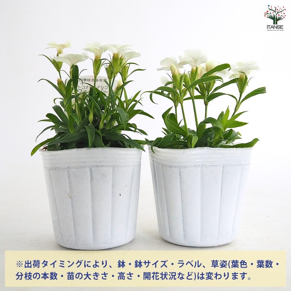 常夏ナデシコ フォーエバー ホワイト 【花苗 3号】｜ 【植物の