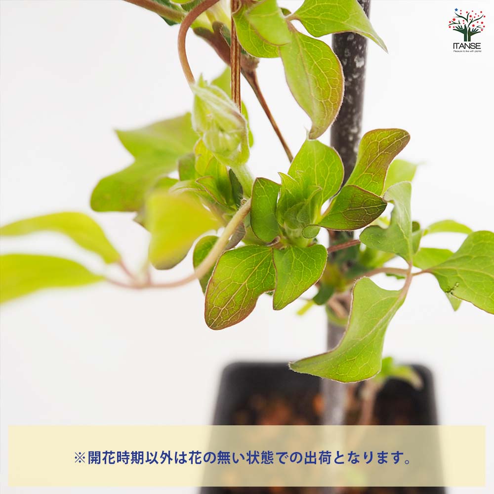 クレマチス こはな 【花苗 4号／1個売り】｜ 【植物のITANSE