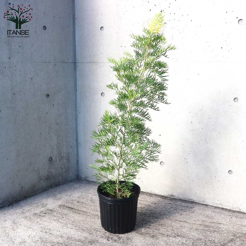 グレビレア ピーチ＆クリーム【庭木 8号／1個売り】｜ 【植物の