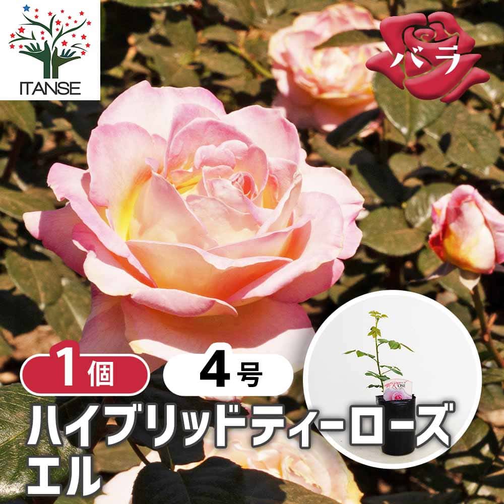 薔薇 エル 接木 【花木苗 4号／1個売り】｜ 【植物のITANSE