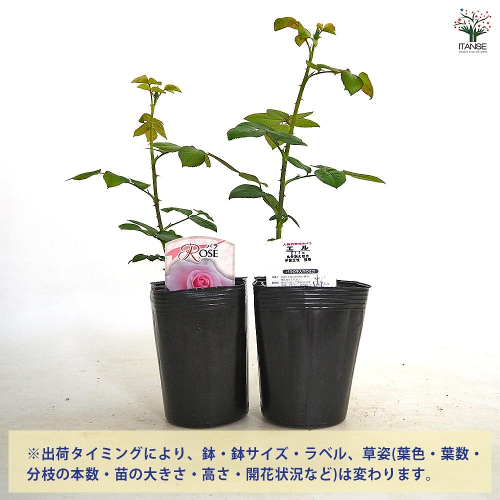 薔薇 エル 接木 【花木苗 4号／1個売り】｜ 【植物のITANSE