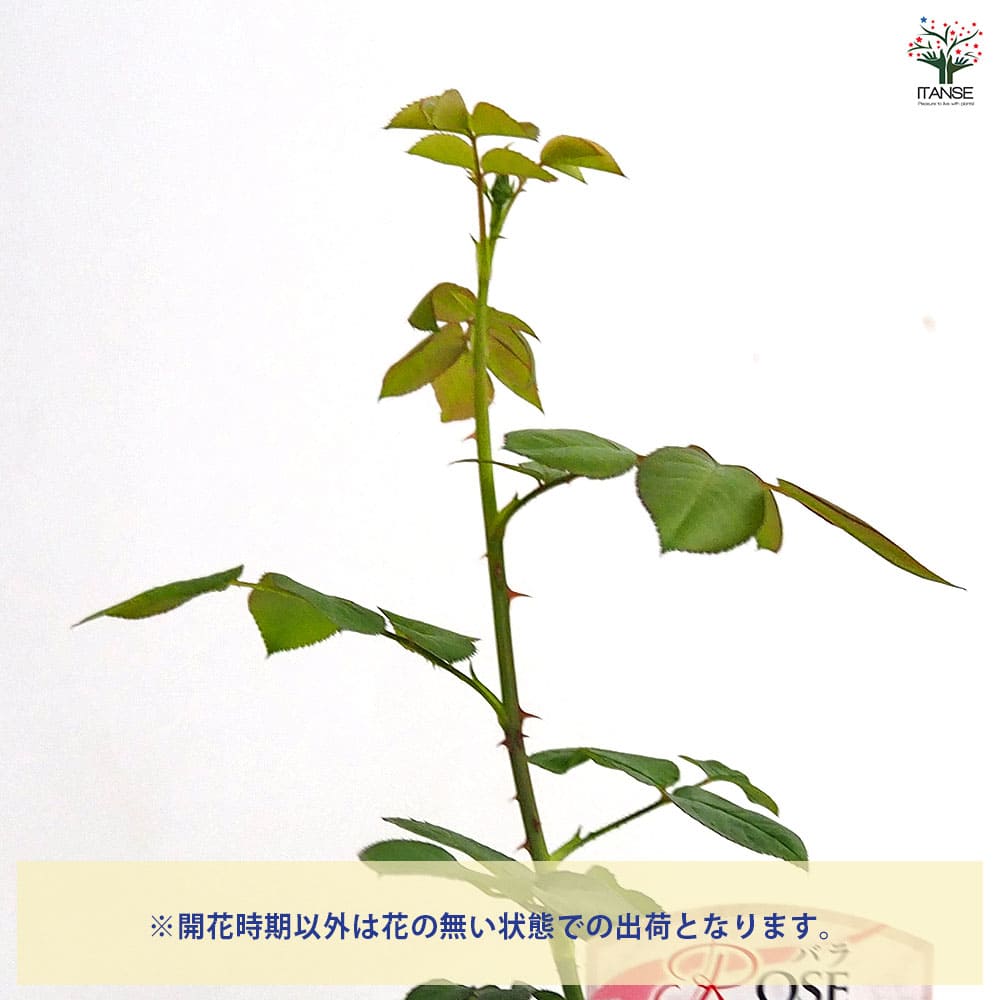 薔薇 エル 接木 【花木苗 4号／1個売り】｜ 【植物のITANSE