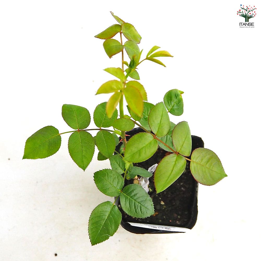 薔薇 エル 接木 【花木苗 4号／1個売り】｜ 【植物のITANSE
