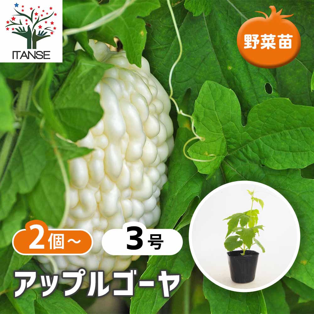 確認用　アップルゴーヤ 苗 鉢植え 栽培セット ゴーヤの苗 アップルゴーヤ2個～ 【野菜の苗 3号】｜ 【植物の