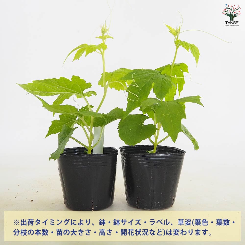 ゴーヤの苗 アップルゴーヤ2個～ 【野菜の苗 3号】｜ 【植物の