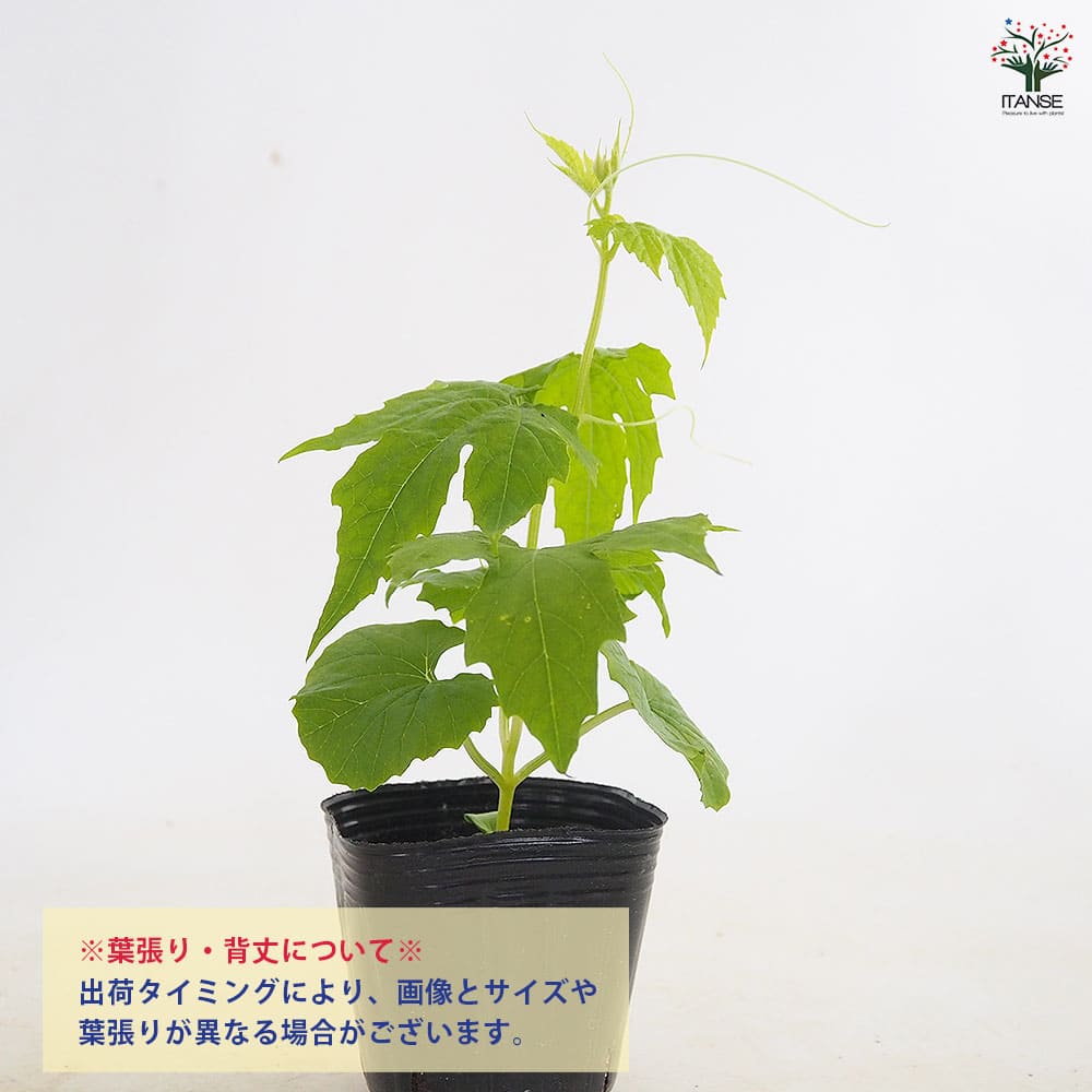 ゴーヤの苗 アップルゴーヤ2個～ 【野菜の苗 3号】｜ 【植物の