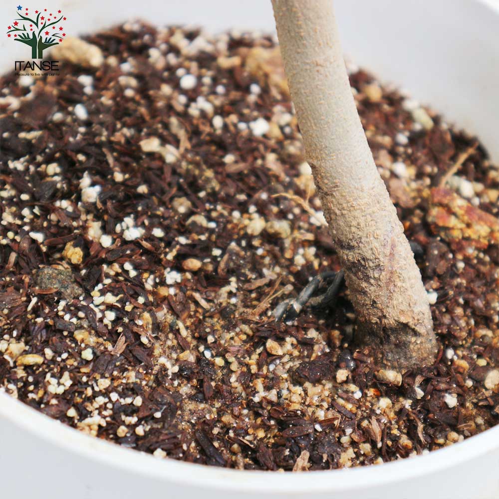 オリーブの苗木 品種：アルベキナ【果樹の苗木 6号白テーパード鉢 Mサイズ／1個売り】