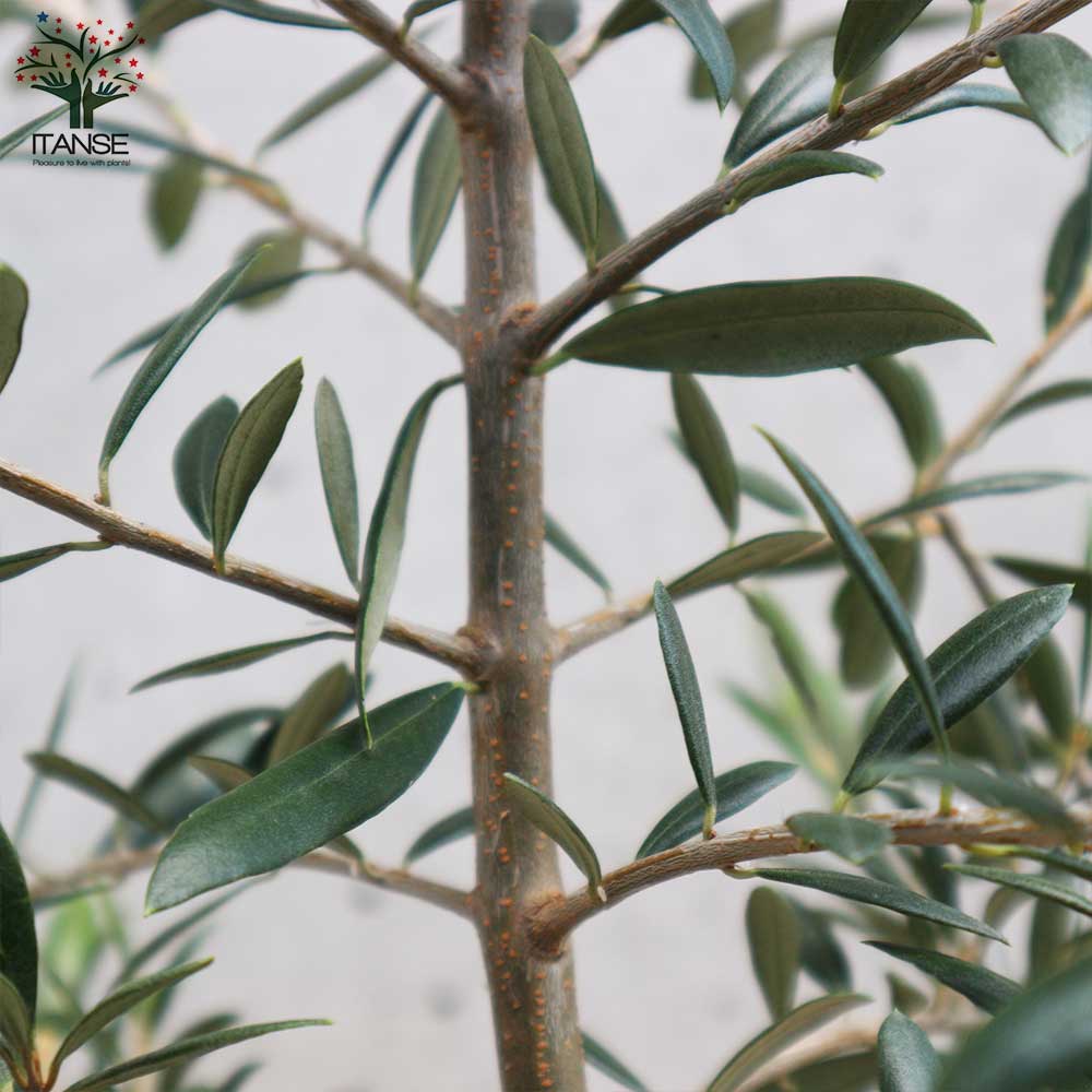 オリーブの苗木 品種：アルベキナ【果樹の苗木 6号白テーパード鉢 Mサイズ／1個売り】