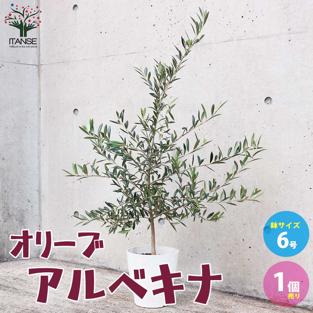 オリーブの苗木 品種：アルベキナ【果樹の苗木 6号白テーパード鉢 Mサイズ／1個売り】