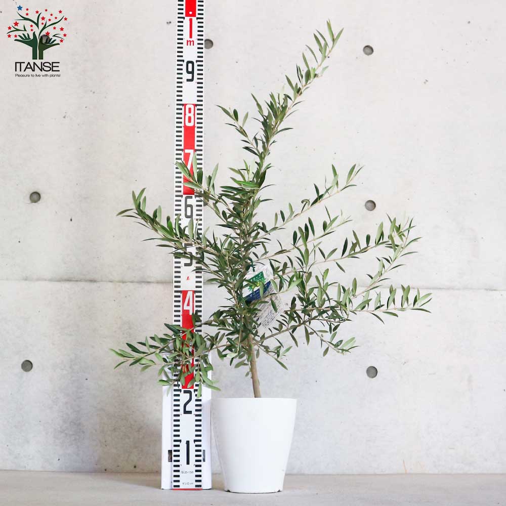 オリーブの苗木 品種：アルベキナ【果樹の苗木 6号白テーパード鉢 Mサイズ／1個売り】