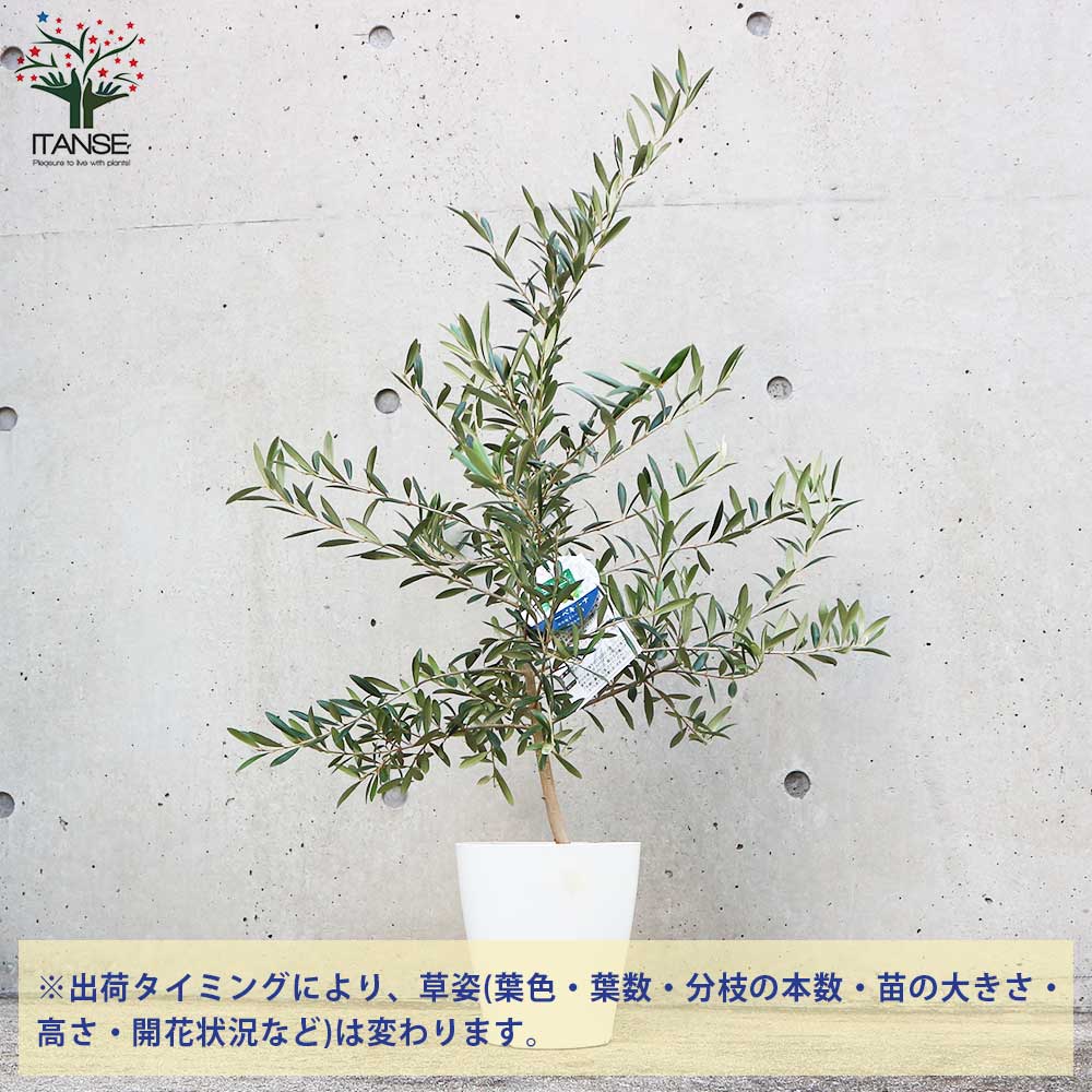 オリーブの苗木 品種：アルベキナ【果樹の苗木 6号白テーパード鉢 Mサイズ／1個売り】