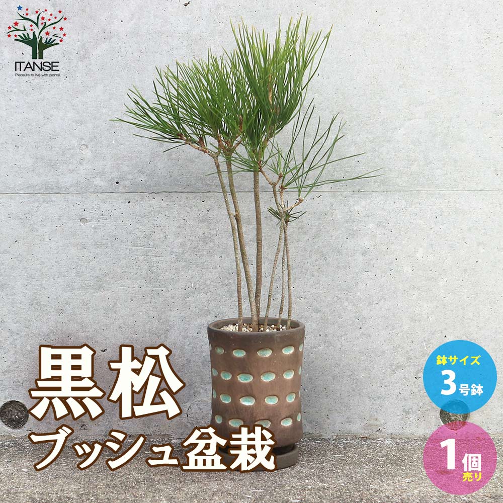 黒松ブッシュ小盆栽【庭木 9cmオシャレ陶器鉢(緑目渋茶陶器鉢)／1個売り】
