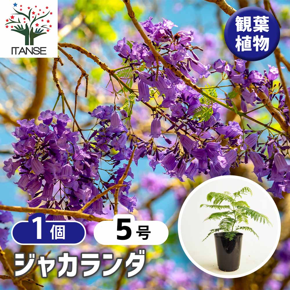 ジャカランダ(ジャカランタ) 【観葉植物 5号／1個売り】｜ 【植物の