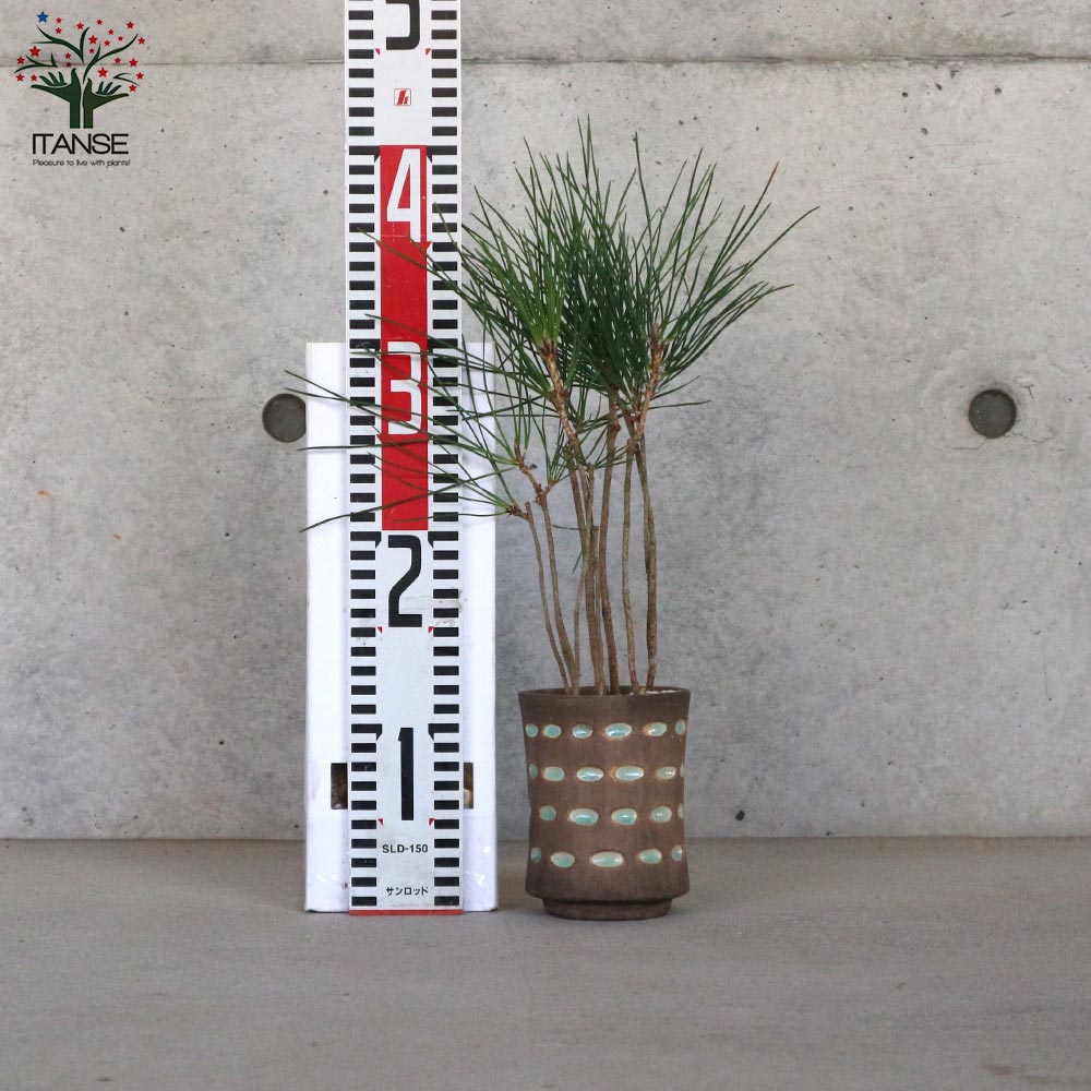 黒松ブッシュ小盆栽【庭木 9cmオシャレ陶器鉢(緑目渋茶陶器鉢)／1個売り】