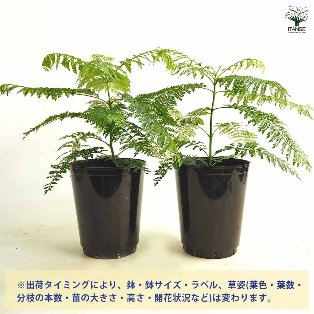ジャカランダ(ジャカランタ) 【観葉植物 5号／1個売り】｜ 【植物の