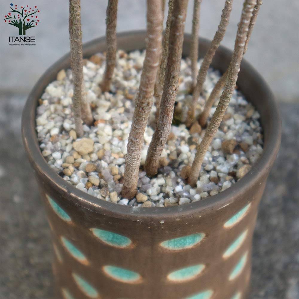 黒松ブッシュ小盆栽【庭木 9cmオシャレ陶器鉢(緑目渋茶陶器鉢)／1個売り】