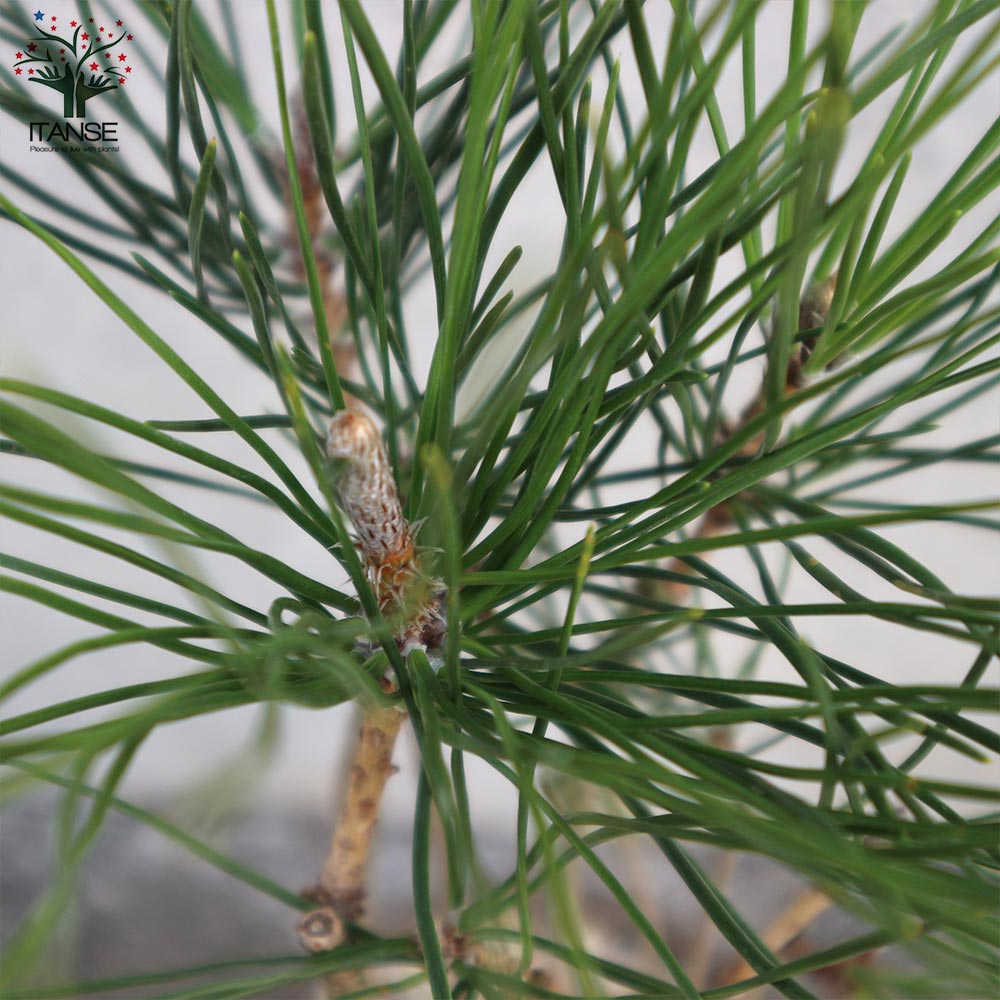 黒松ブッシュ小盆栽【庭木 9cmオシャレ陶器鉢(緑目渋茶陶器鉢)／1個売り】