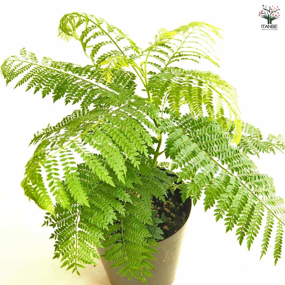 ジャカランダ(ジャカランタ) 【観葉植物 5号／1個売り】｜ 【植物の