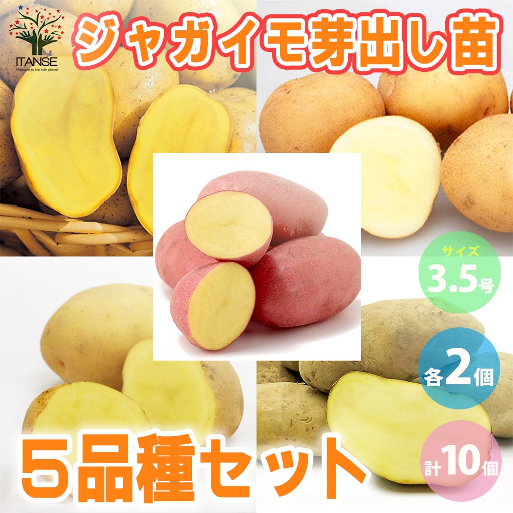 ジャガイモ芽出し苗 5品種 各2個【野菜の苗 3.5号ポット／お買い得10個