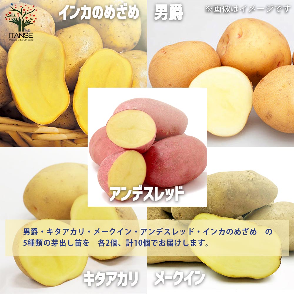ジャガイモ芽出し苗 5品種 各2個【野菜の苗 3.5号ポット／お買い得10個