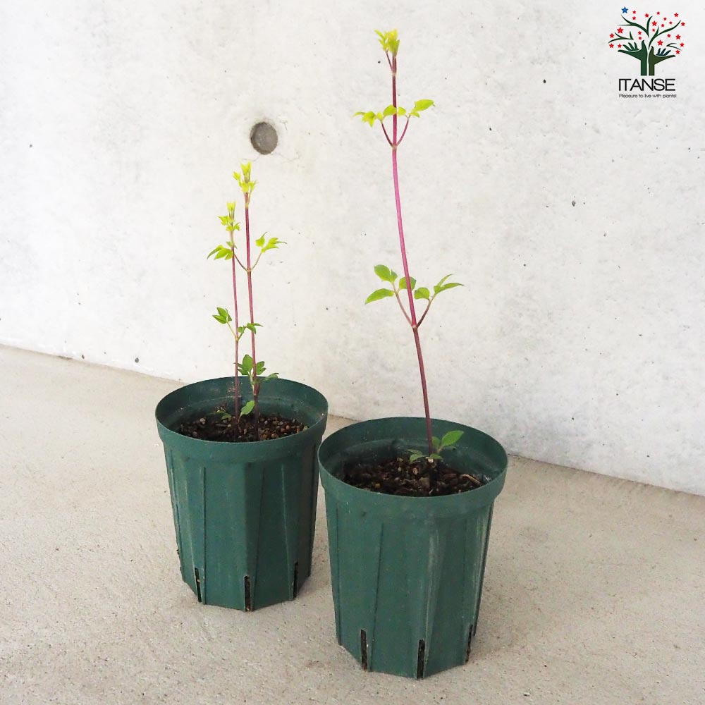 クレマチス 金子コレクション・オレンジギャル【花苗 4号鉢／1個売り