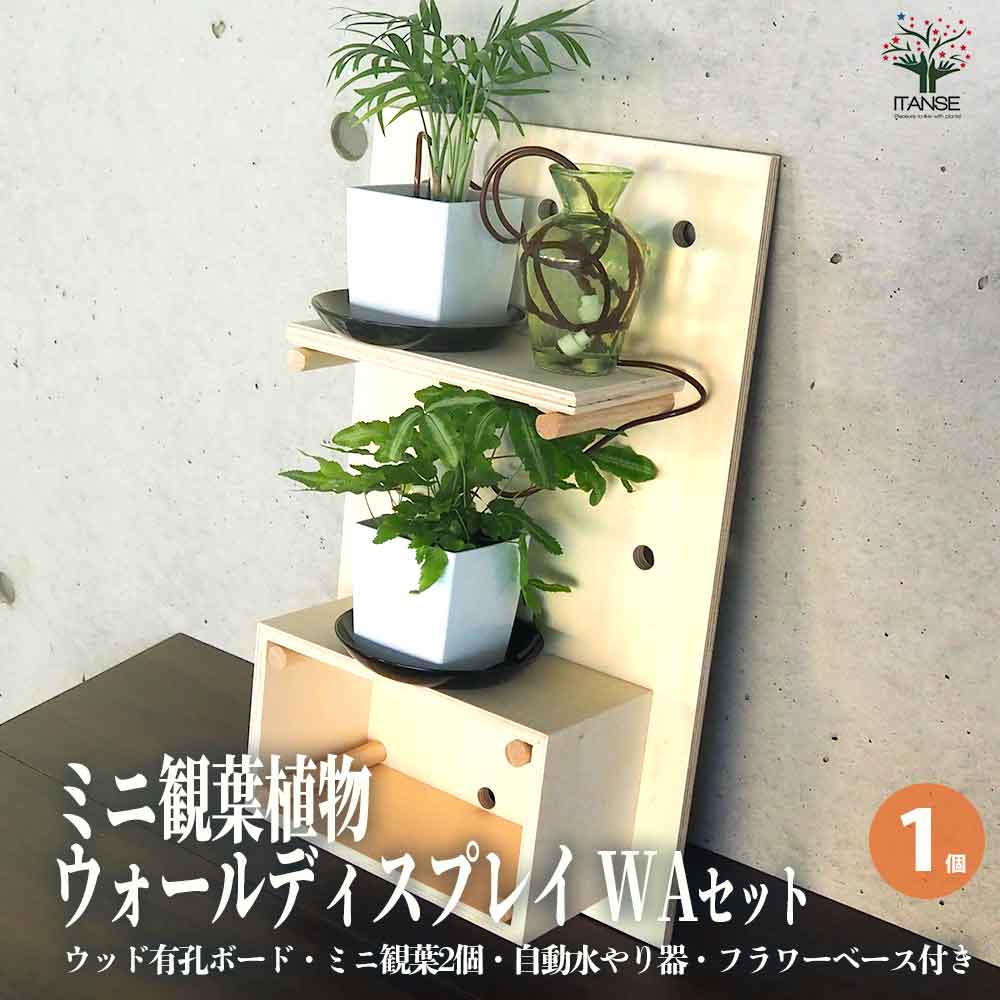 ミニ観葉植物壁面ディスプレイ&ボックス 工具ほぼいらずWAセット【資材
