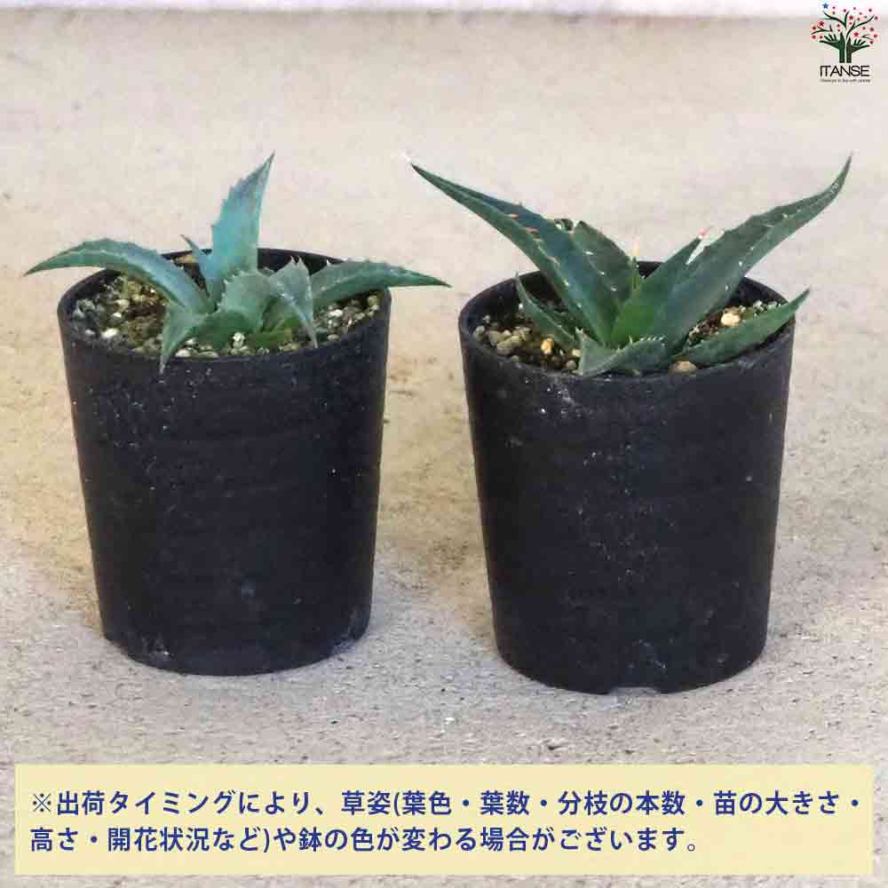 アガベ ユタエンシス 【多肉植物 2.5号鉢／1個売り】｜ 【植物の