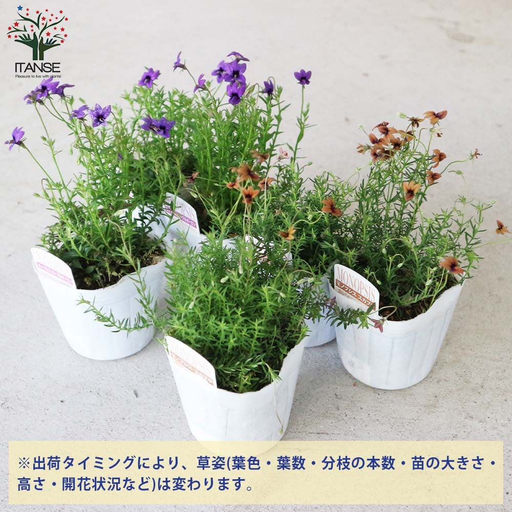 モノプシス 2個～【セット内容：スカブラ、パープルオーエン