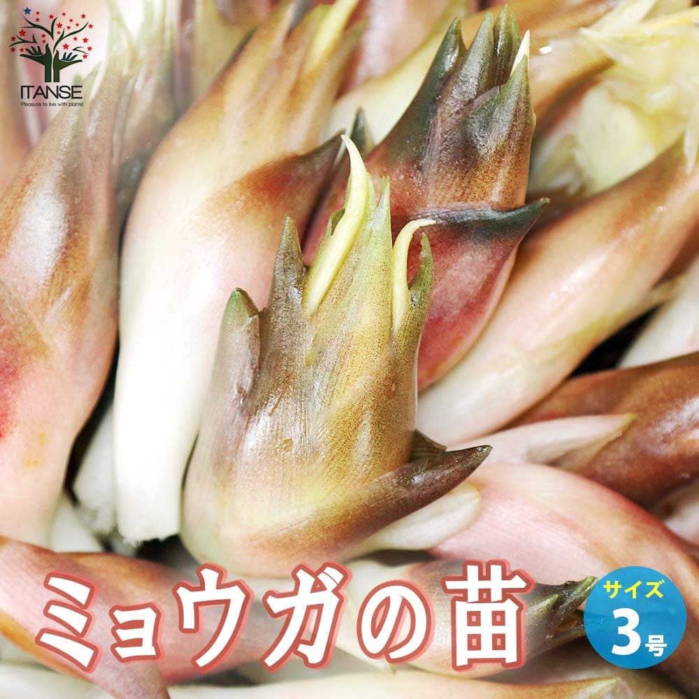 ミョウガの苗【野菜の苗 3号ポット売り】
