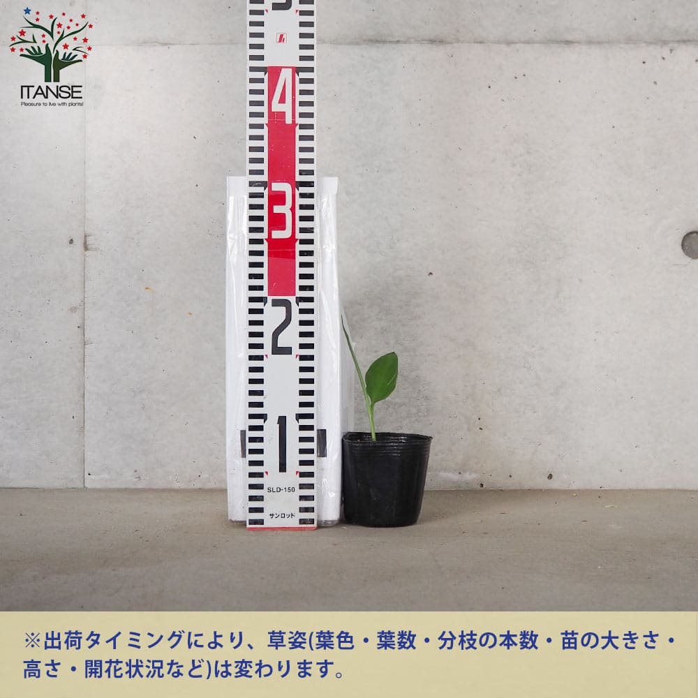 ミョウガの苗【野菜の苗 3号ポット売り】