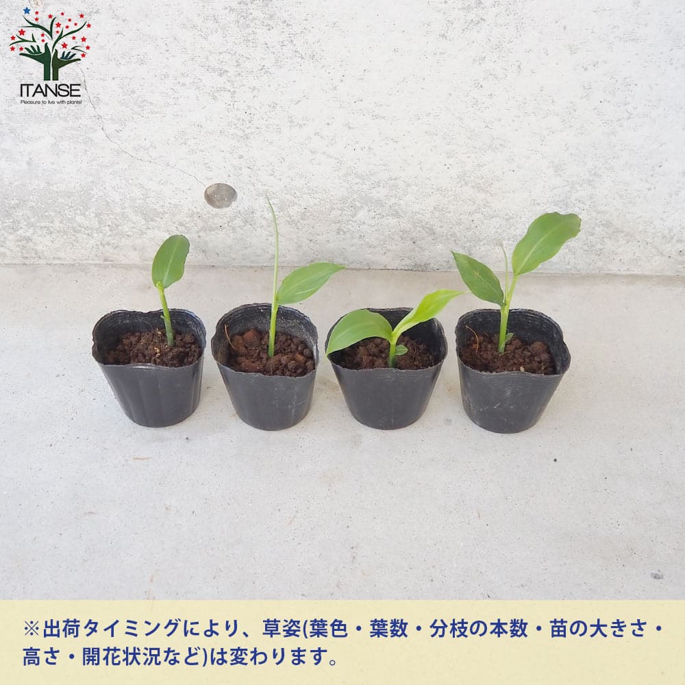 ミョウガの苗【野菜の苗 3号ポット売り】